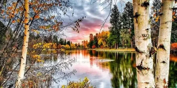 Birken am See - 5D DIY Diamond Painting