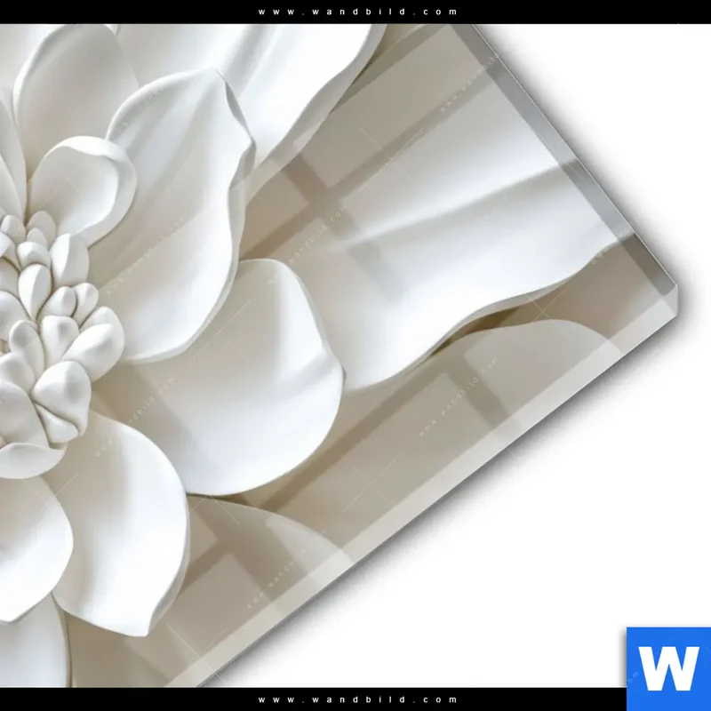Acrylglasbild | Weiße Blüte | Querformat