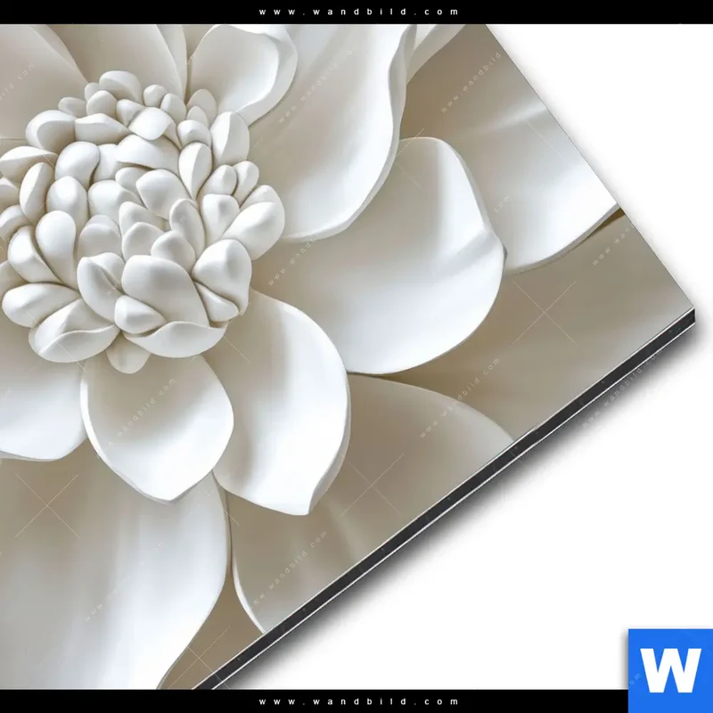 Alu-Dibond Bild | Weiße Blüte | Quadrat