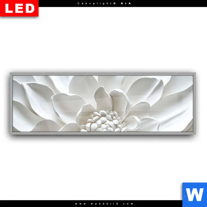 Leuchtbild Acrylglas Canvalight® DIA | Weiße Blüte | Panorama