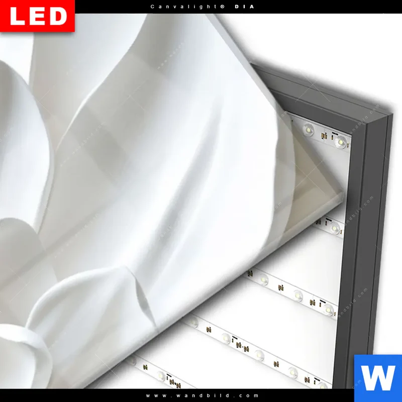 Wechselmotiv Acrylglas Canvalight® DIA | Weiße Blüte | Schmal