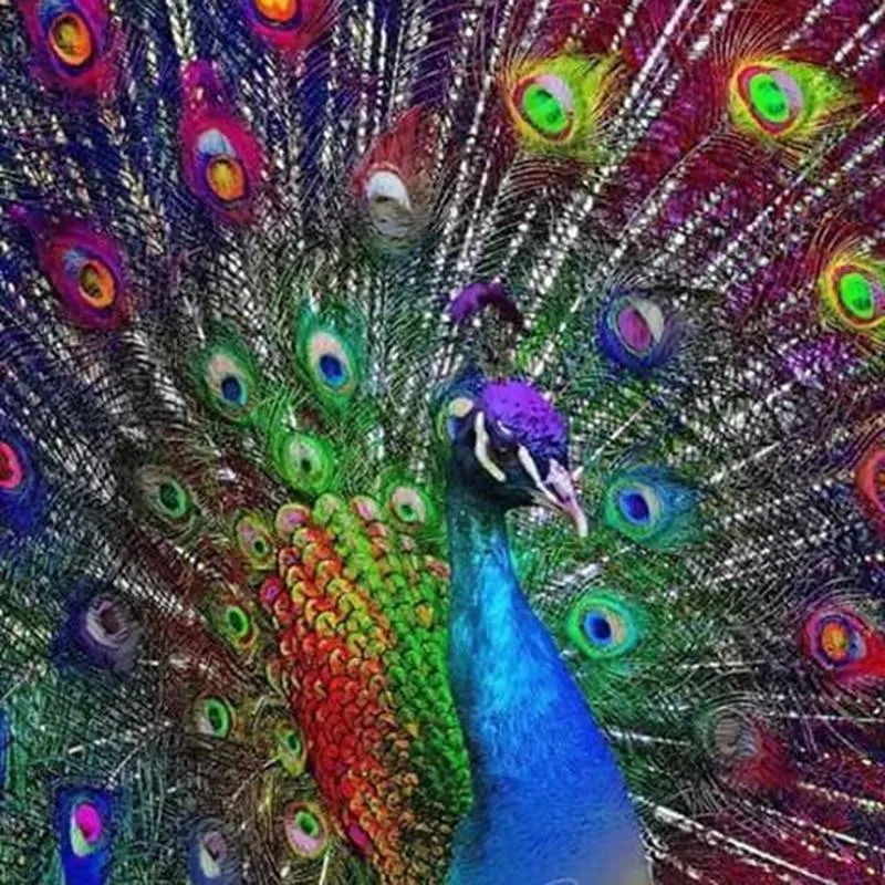 Peacock Home PIX-73