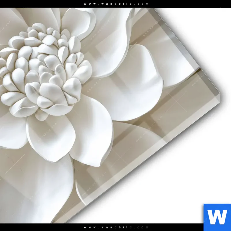 Acrylglasbild | Weiße Blüte | Rund