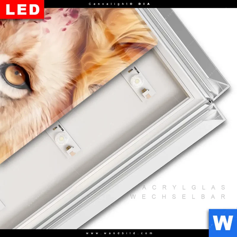 Leuchtbild Acrylglas Canvalight® DIA | Florale Stärke – Der Löwe | Schmal