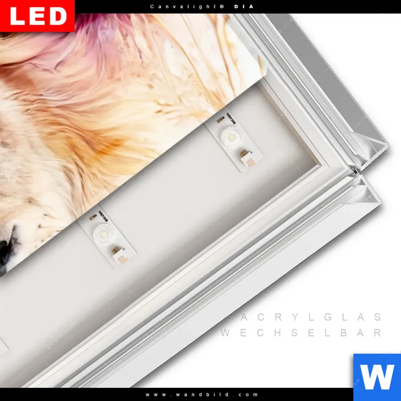 Leuchtbild Acrylglas Canvalight® DIA | Florale Stärke – Der Löwe | Panorama