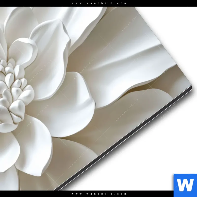 Alu-Dibond Bild | Weiße Blüte | Querformat