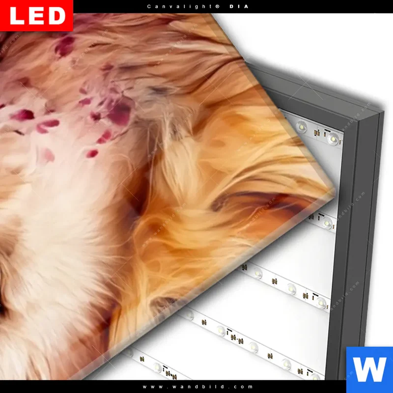 Wechselmotiv Acrylglas Canvalight® DIA | Florale Stärke – Der Löwe | Schmal