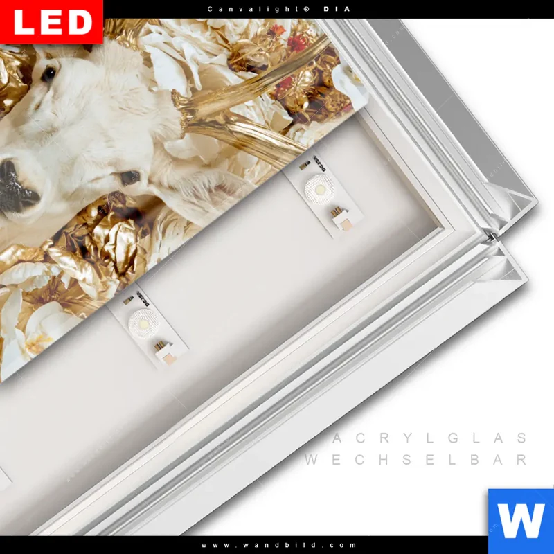 Leuchtbild Acrylglas Canvalight® DIA | Weißer Hirsch zwischen Rosen | Quadrat