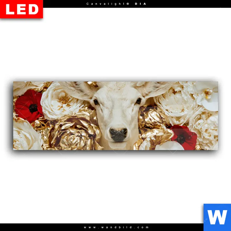 Wechselmotiv Acrylglas Canvalight® DIA | Weißer Hirsch zwischen Rosen | Panorama