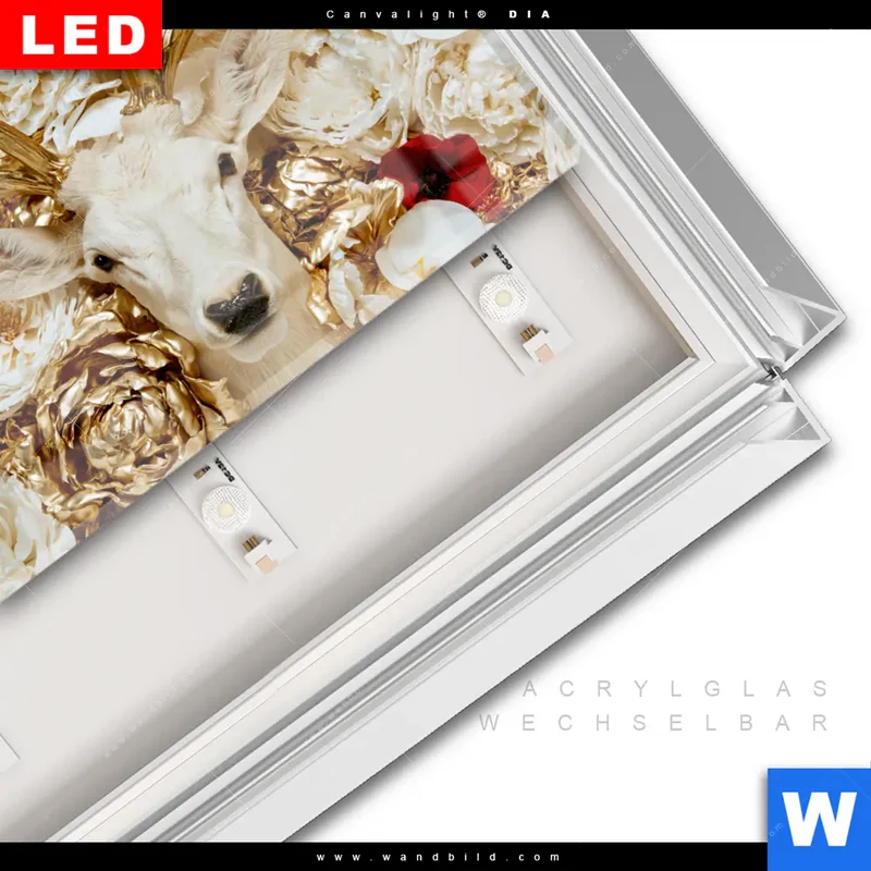 Leuchtbild Acrylglas Canvalight® DIA | Weißer Hirsch zwischen Rosen | Querformat