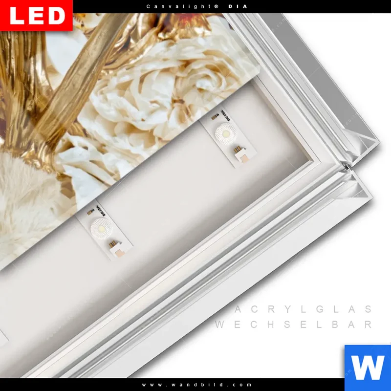 Leuchtbild Acrylglas Canvalight® DIA | Weißer Hirsch zwischen Rosen | Schmal