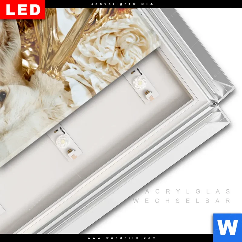 Leuchtbild Acrylglas Canvalight® DIA | Weißer Hirsch zwischen Rosen | Hochformat