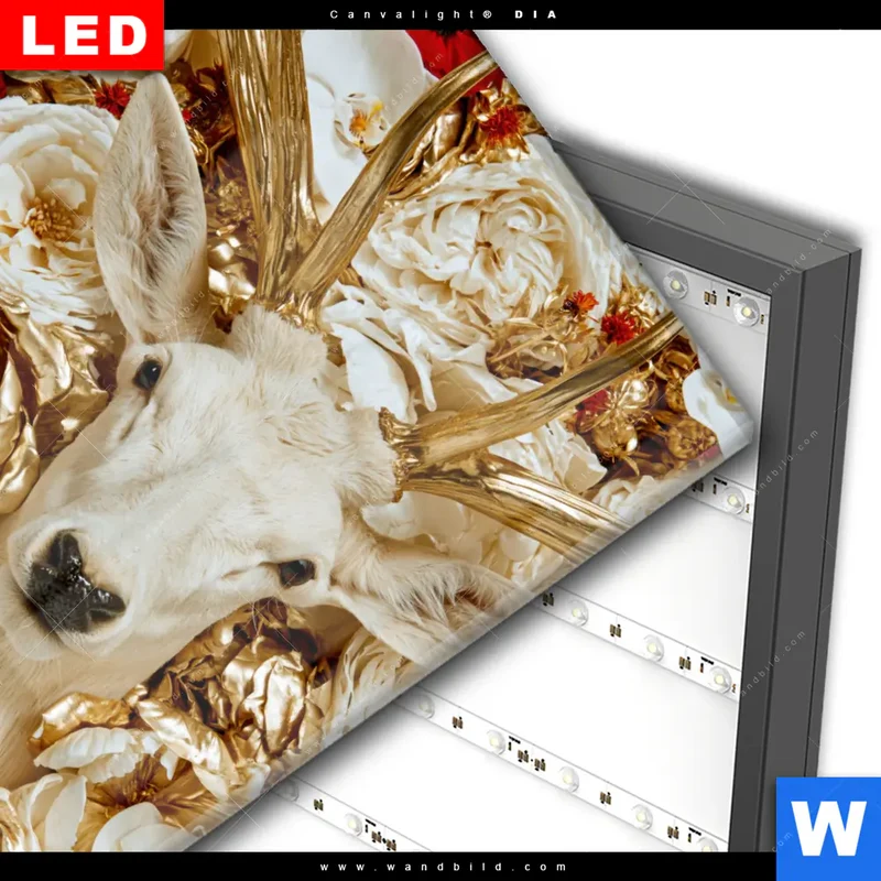 Wechselmotiv Acrylglas Canvalight® DIA | Weißer Hirsch zwischen Rosen | Quadrat