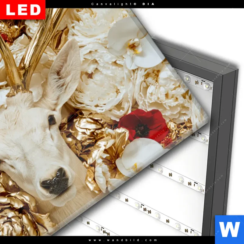 Wechselmotiv Acrylglas Canvalight® DIA | Weißer Hirsch zwischen Rosen | Querformat
