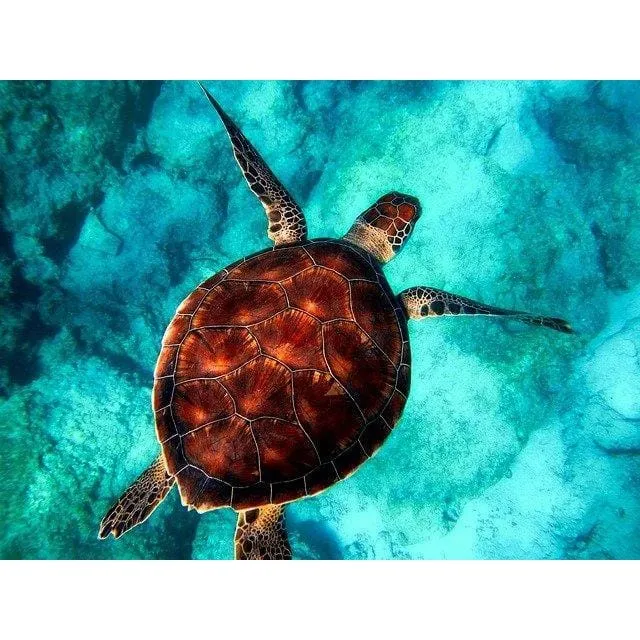 Malen nach Zahlen Schildkröte (mit Rahmen)