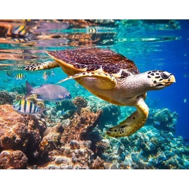 Malen nach Zahlen Schildkröte Meer