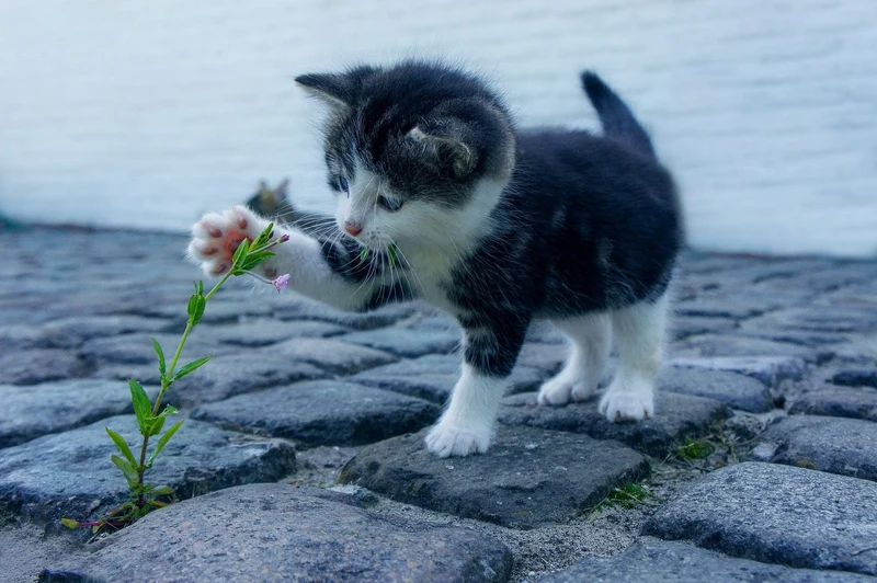Malen nach Zahlen Spielende Katze