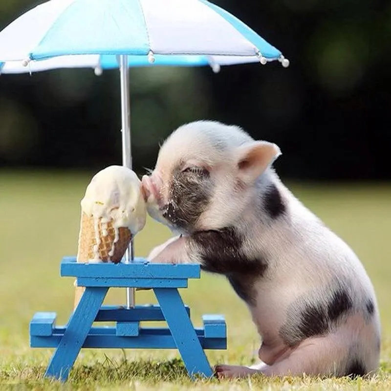 Pigs Eat Ice Cream PIX-102