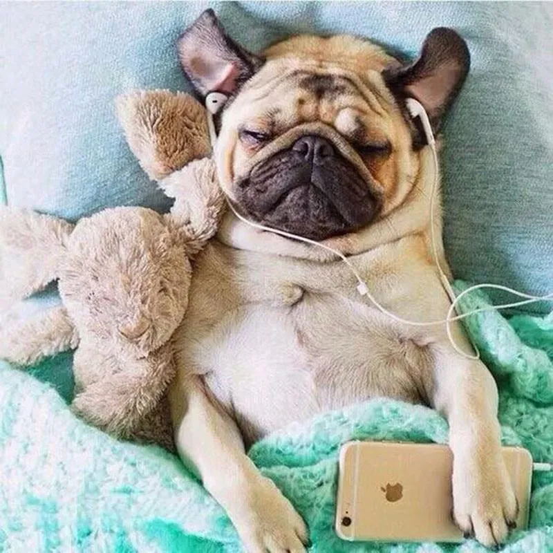 Pugs Listen Music PIX-118