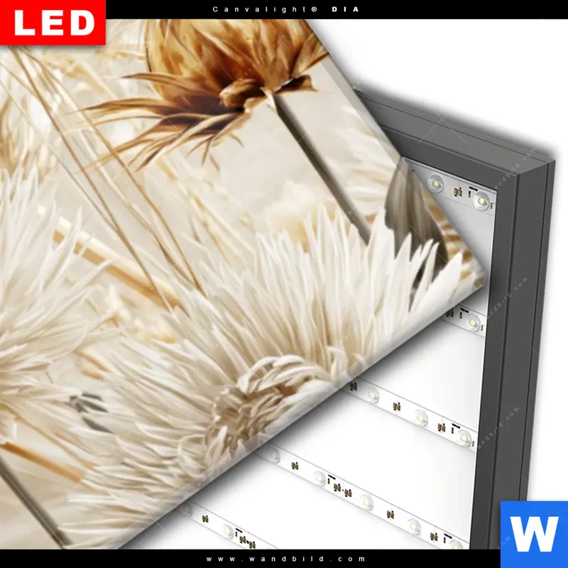 Wechselmotiv Acrylglas Canvalight® DIA | Wildblumen | Panorama