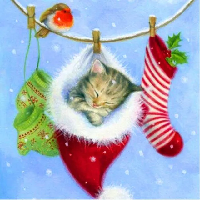 Christmas Cat In Socks PIX-251