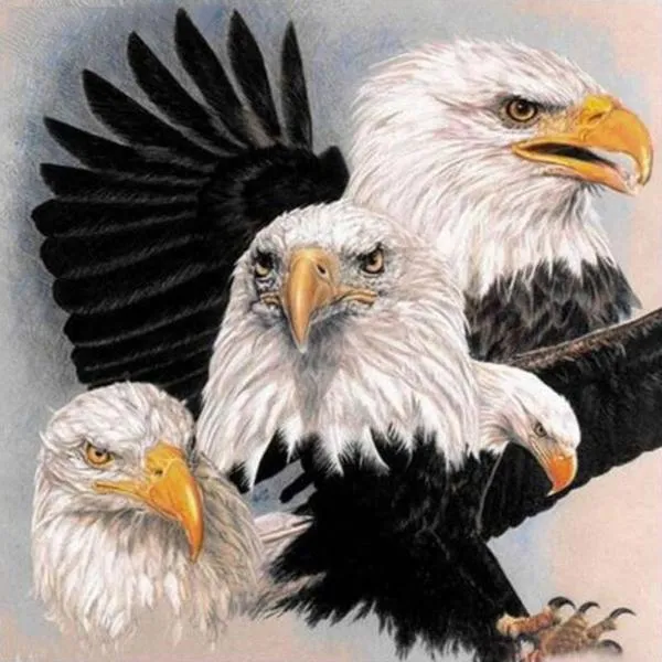 Eagle And Eagle PIX-312
