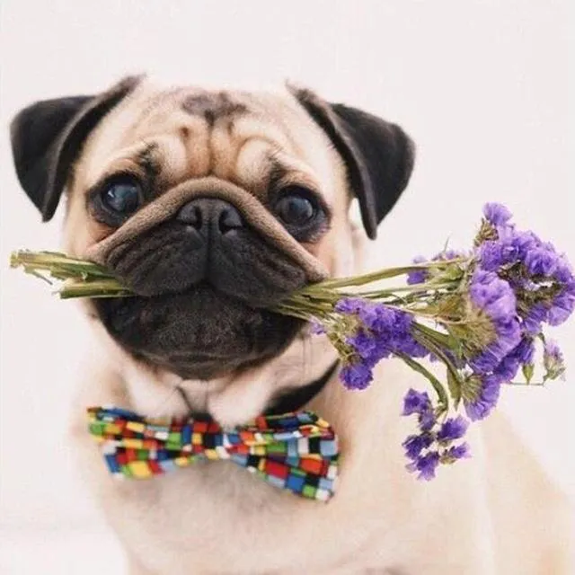 Pug Flowers PIX-322