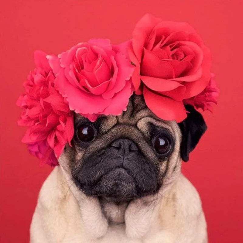 Pug Roses PIX-323