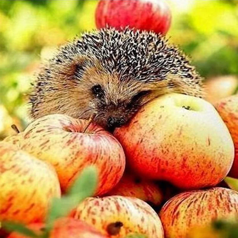 Apple Hedgehog PIX-415