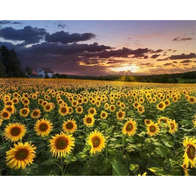 Sonnenblumenfeld