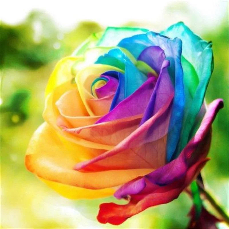 Rainbow Flowers PIX-759