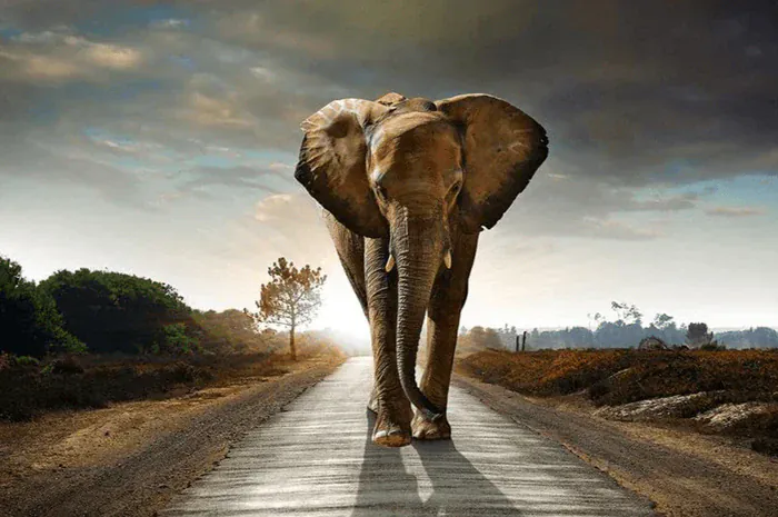 Diamond Painting Elefant auf der Straße