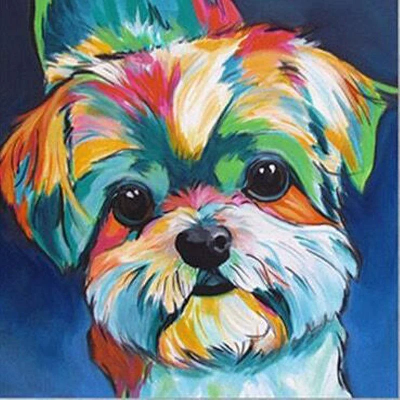 Yorkie Colors PIX-1196