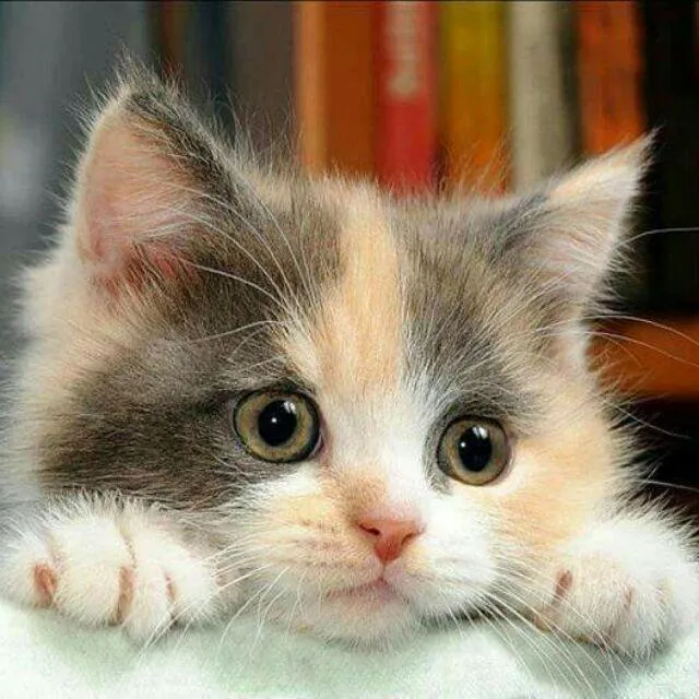 Cat PIX-1326