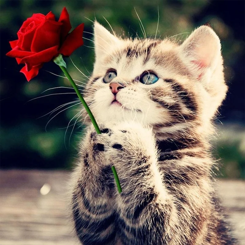 Cat PIX-1354