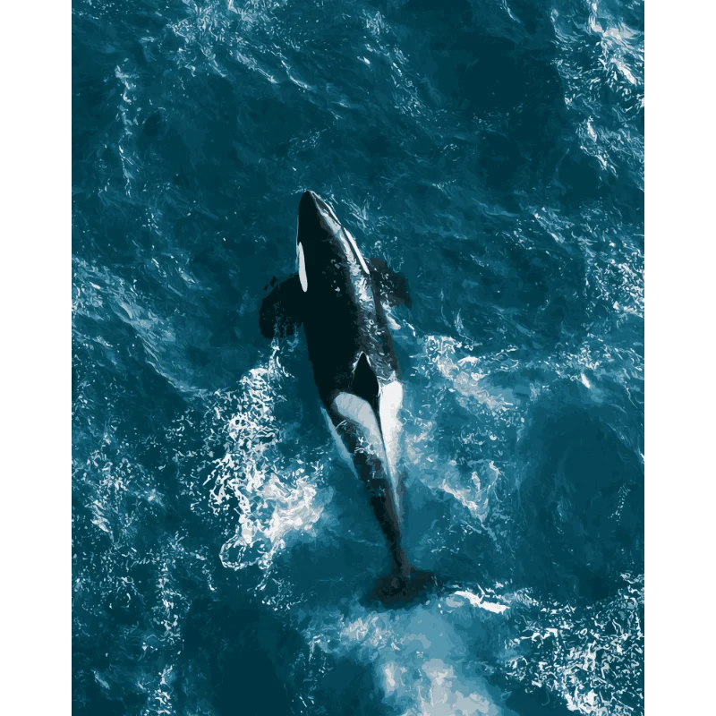Orca von oben