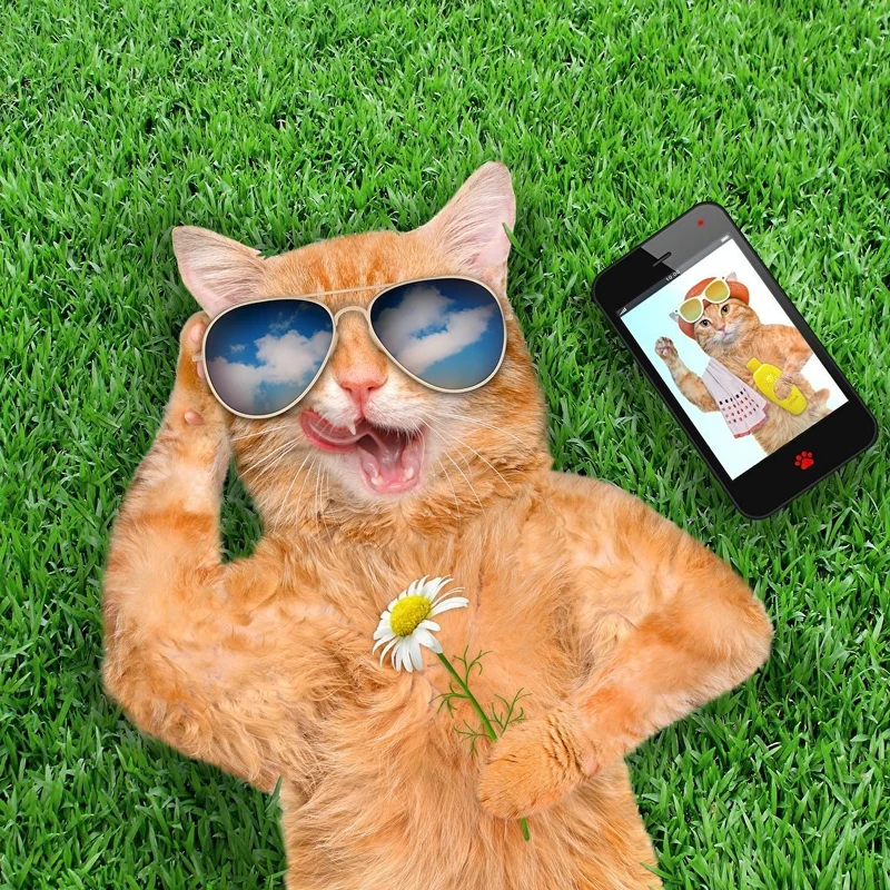 Cat PIX-1389