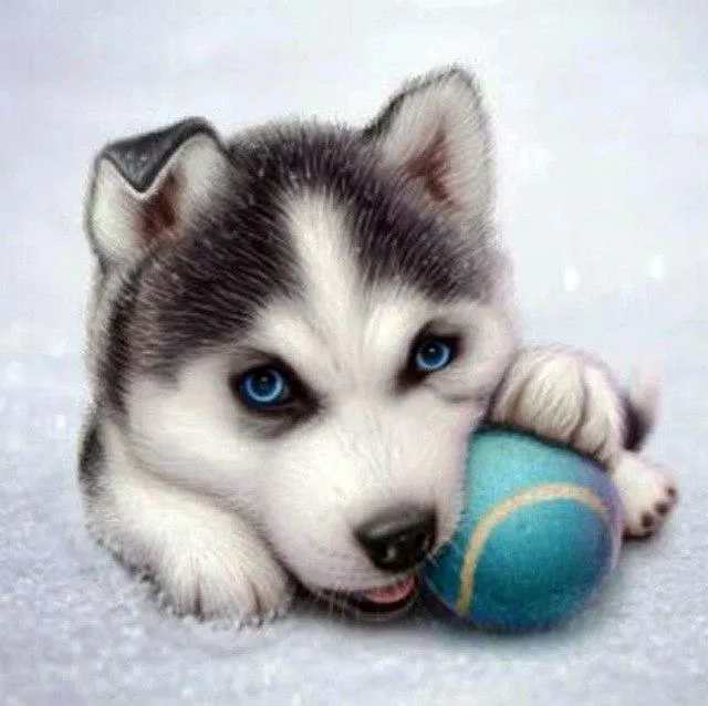 Animal Husky Dog PIX-611