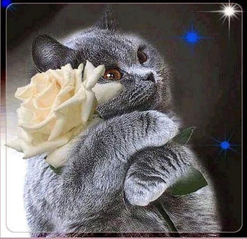 Cat PIX-1337