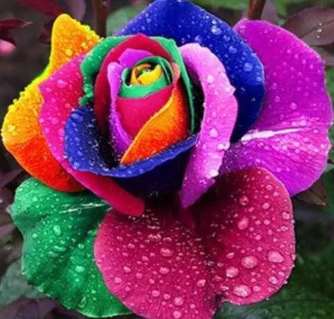 Rainbow Rose PIX-600