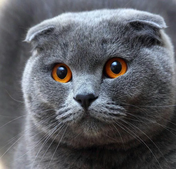 Cat PIX-1342