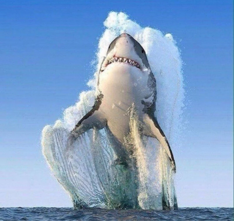 Shark Animals PIX-1307