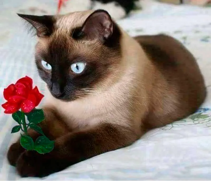 Cat And Rose PIX-186
