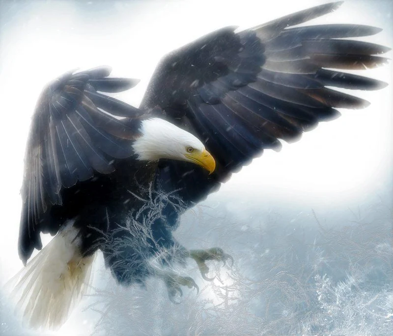 Bald Eagle PIX-154