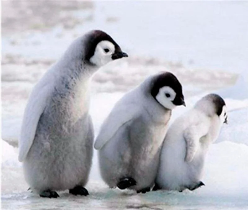 Three Lovely Penguins PIX-460