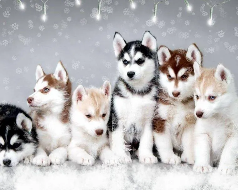 Husky Dogs PIX-612