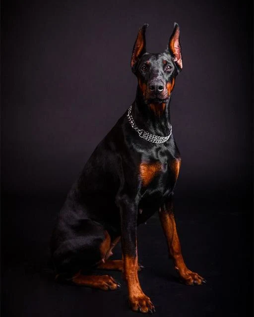 Doberman Photo PIX-626