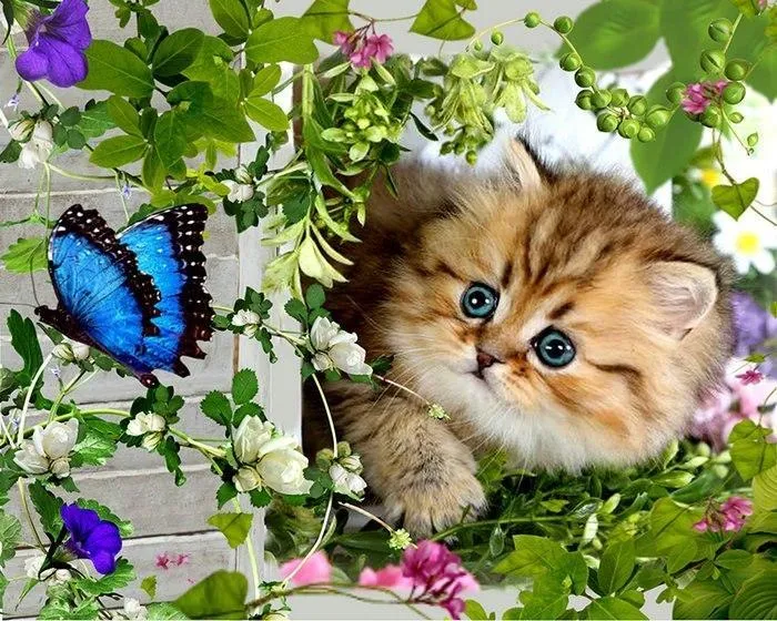 Cat PIX-1387
