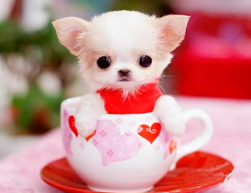 Cute Dog In The Cup PIX-184