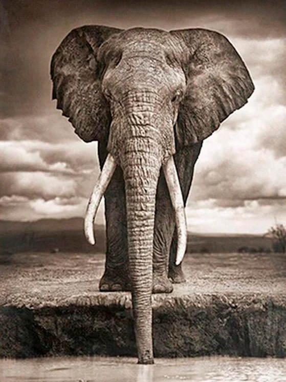 Drinking Elephant PIX-190